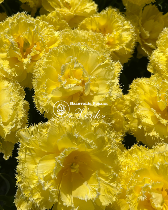 Луковицы тюльпана Lemon Shoot