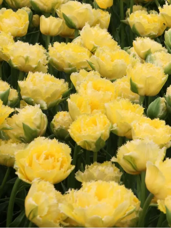 Цибулини тюльпану Lemon Shoot