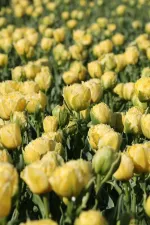 Цибулини тюльпану Lemon Shoot