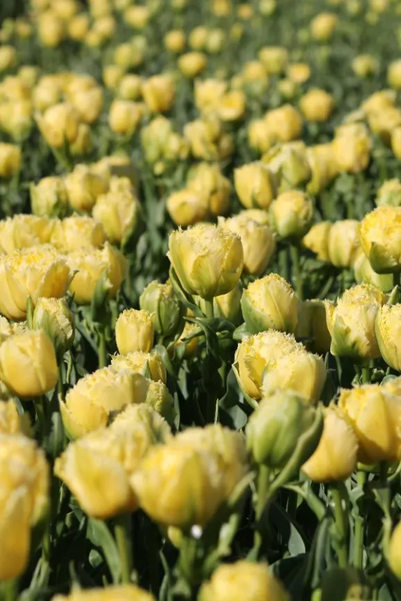 Цибулини тюльпану Lemon Shoot