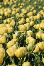 Луковицы тюльпана Lemon Shoot