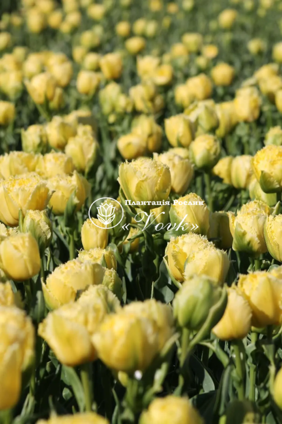 Луковицы тюльпана Lemon Shoot