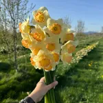 Цибулини нарцису Martha Stewart