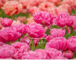Луковицы тюльпана Amazing Grace