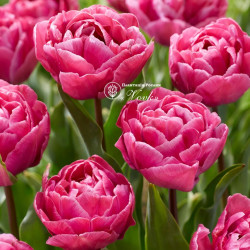 Луковицы тюльпана Rosy Diamond