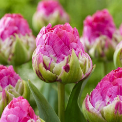 Луковицы тюльпана Wicked in Pink