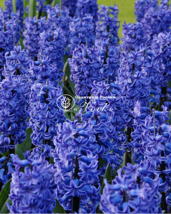 Цибулини гіацинту Blue Star