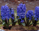 Цибулини гіацинту Blue Star