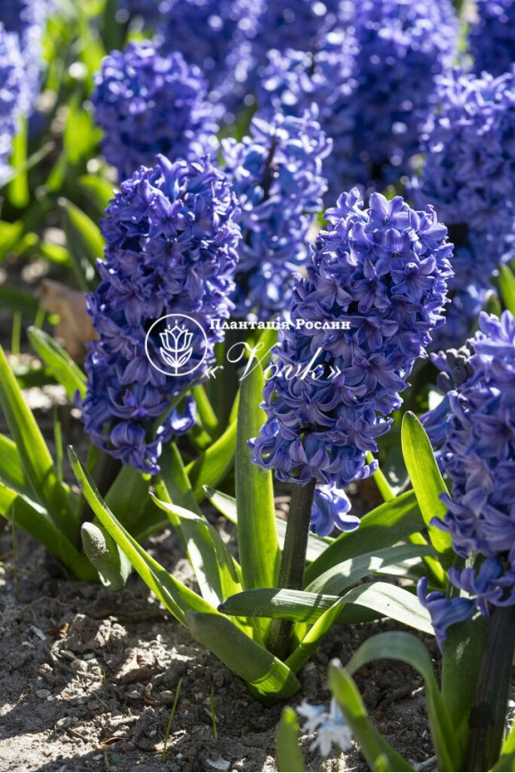 Цибулини гіацинту Blue Star