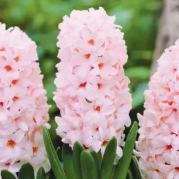 Луковицы гиацинта China Pink