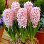 Цибулини гіацинту China Pink