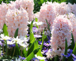 Цибулини гіацинту China Pink