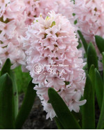 Цибулини гіацинту China Pink