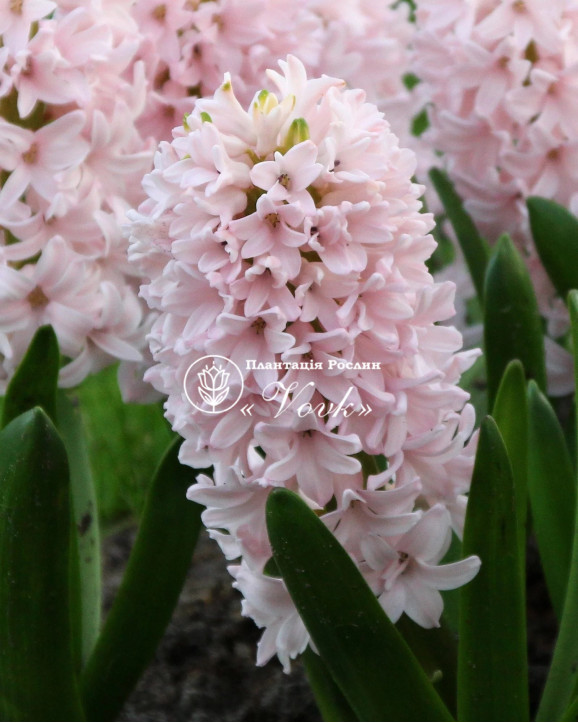 Цибулини гіацинту China Pink