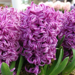 Цибулини гіацинту Purple Sensation