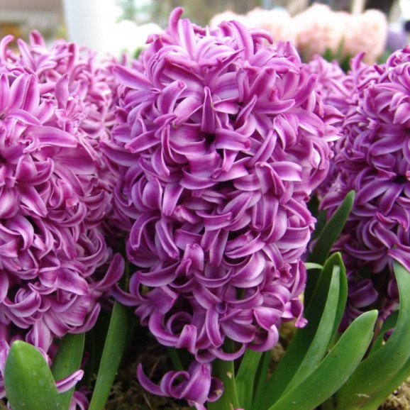 Цибулини гіацинту Purple Sensation