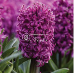 Цибулини гіацинту Purple Sensation