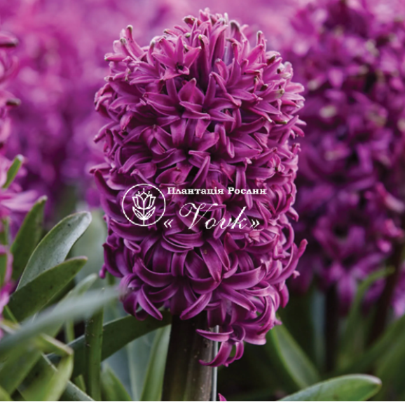 Цибулини гіацинту Purple Sensation