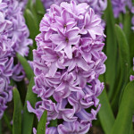 Цибулини гіацинту Splendid Cornelia