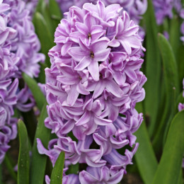 Цибулини гіацинту Splendid Cornelia