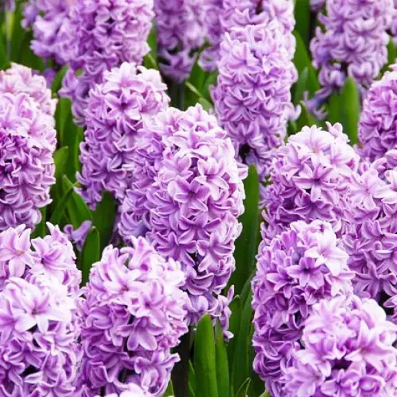 Цибулини гіацинту Splendid Cornelia