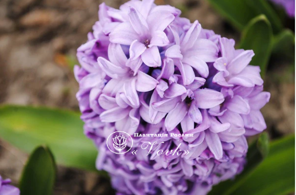 Цибулини гіацинту Splendid Cornelia