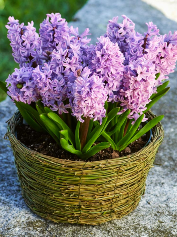 Цибулини гіацинту Splendid Cornelia
