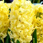 Цибулини гіацинту Yellow Queen