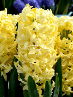 Цибулини гіацинту Yellow Queen