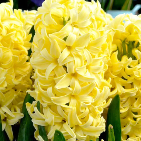 Цибулини гіацинту Yellow Queen
