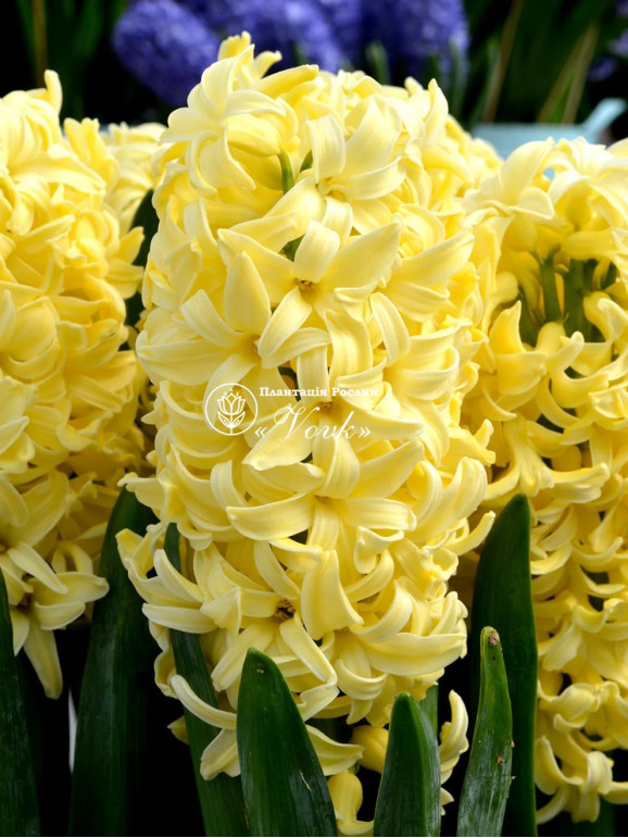 Цибулини гіацинту Yellow Queen