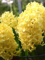 Цибулини гіацинту Yellow Queen