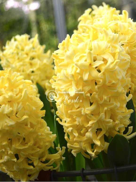 Цибулини гіацинту Yellow Queen