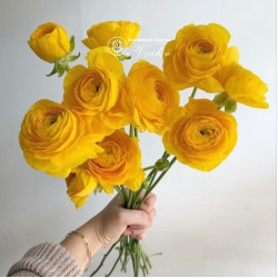 Бульби ранункулюсу (лютику) Aviv Yellow