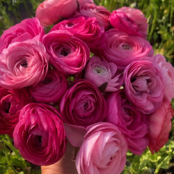 Бульби ранункулюсу (лютику) Aviv Rose
