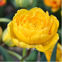Луковицы тюльпана Yellow Pompenette