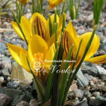 Цибулини крокусу Dorothy