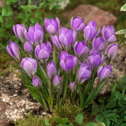 Луковицы крокуса Barr's Purple