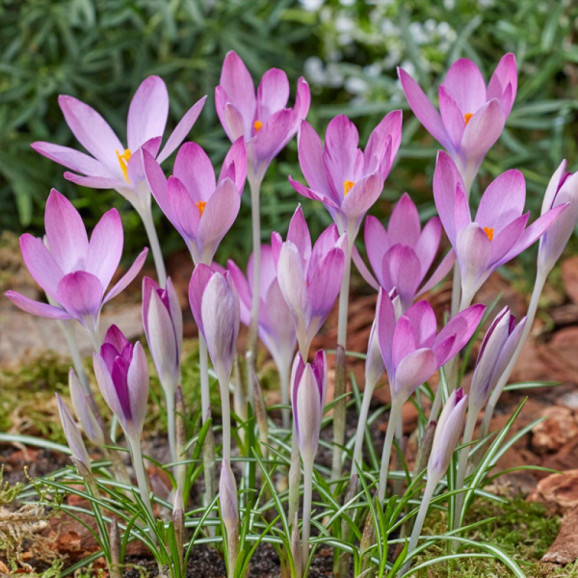 Цибулини крокусу Roseus