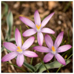 Цибулини крокусу Roseus