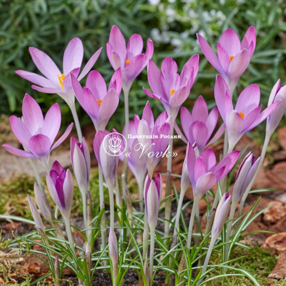 Цибулини крокусу Roseus