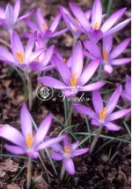 Цибулини крокусу Roseus