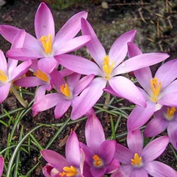 Цибулини крокусу Roseus