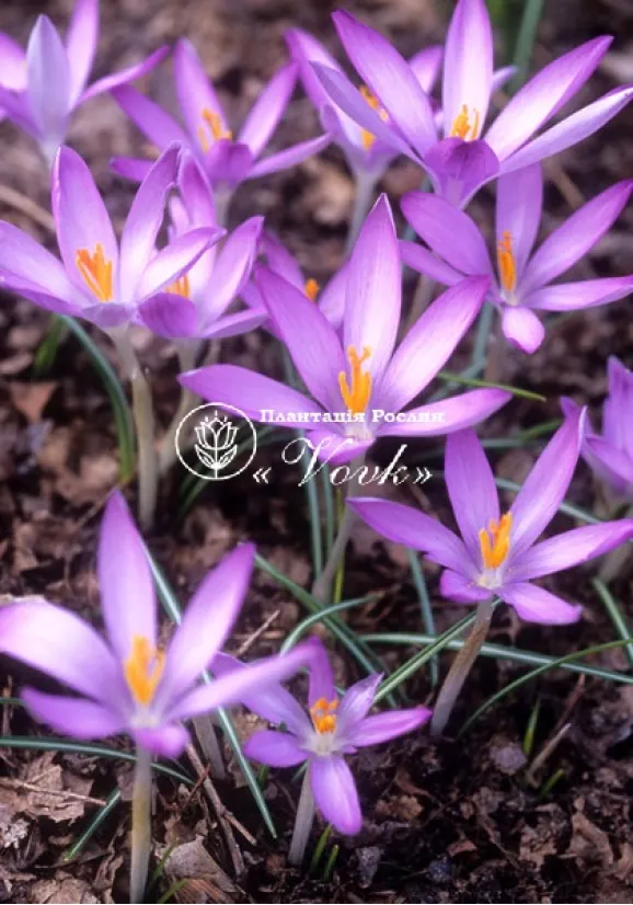 Цибулини крокусу Roseus