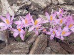 Цибулини крокусу Roseus