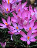 Цибулини крокусу Roseus
