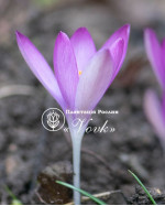 Цибулини крокусу Roseus