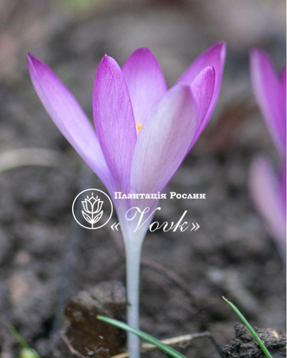 Цибулини крокусу Roseus