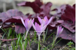 Цибулини крокусу Roseus