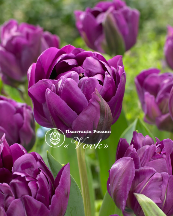 Луковицы тюльпана Negrita Double